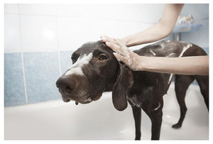 Portable Dog Bath Tub