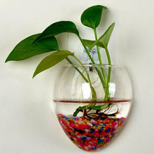 Load image into Gallery viewer, Wall Mounted Hydroponic Terrarium